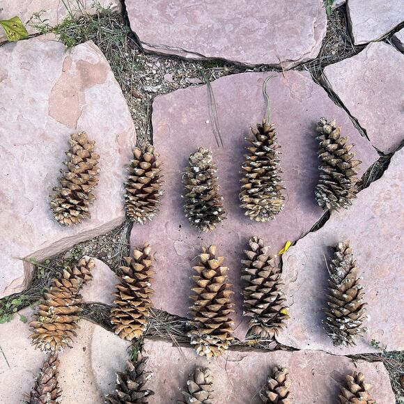 Lot of 20 Golden Giant Long Sugar Pine Cones 7"-9" Freshly Dropped Flagstaff, AZ - Picture 6 of 11